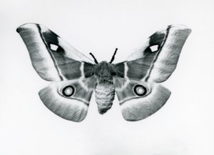Una polilla de seda, Bunaea caffraria, en el zoológico de Londres, antes de 1930 de Frederick William Bond