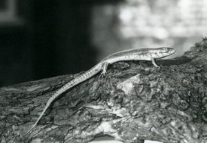 Un Eslizón descansando en un tronco en el Zoológico de Londres en 1929 (foto en blanco y negro)
