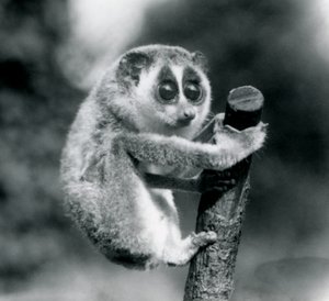 Un loris delgado agarrándose al extremo de una rama, zoológico de Londres, agosto de 1926 de Frederick William Bond