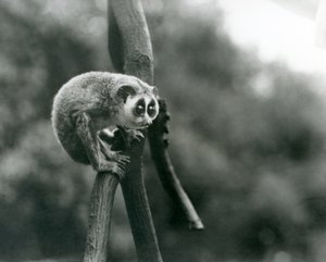 Un Loris Delgado mirando hacia abajo desde una rama, Zoológico de Londres, agosto de 1926 de Frederick William Bond