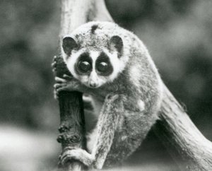 Un loris delgado mirando hacia abajo desde una rama, Zoológico de Londres, agosto de 1926 de Frederick William Bond