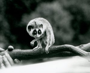 Un loris delgado mirando hacia abajo desde una rama sostenida en las manos de un cuidador, Zoológico de Londres, agosto de 1926 de Frederick William Bond