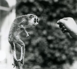 Un loris delgado de pie sobre una rama, mirando la mano de un cuidador mientras se le ofrece un gusano de la harina, Zoológico de Londres, agosto de 1926 de Frederick William Bond