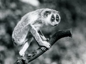 Un loris delgado caminando sobre una rama, zoológico de Londres, agosto de 1926 de Frederick William Bond