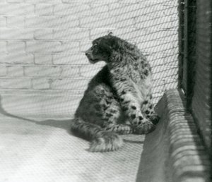 Un leopardo de las nieves sentado en el suelo, Zoológico de Londres