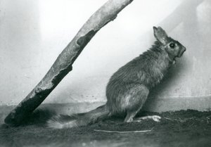Liebre saltadora del Cabo sentada bajo una rama en su recinto, Zoológico de Londres, diciembre 1925 de Frederick William Bond