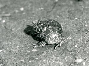 Una rana cornuda sudamericana, Zoológico de Londres, diciembre 1925 de Frederick William Bond