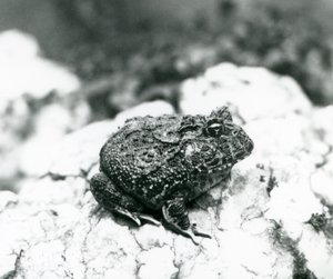 Una rana cornuda sudamericana sentada en una roca, Zoológico de Londres, agosto de 1928 de Frederick William Bond