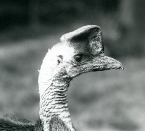 Un casuario del sur en el Zoológico de Londres, junio de 1925 de Frederick William Bond