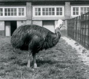 Un casuario del sur en el Zoológico de Londres en junio de 1925