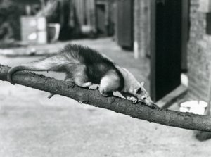 Un Tamandúa del Sur/Oso Hormiguero Collared/Oso Hormiguero Menor, caminando por una rama en el Zoológico de Londres
