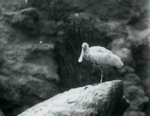 Un espátula de pie sobre una roca en el Zoológico de Londres en septiembre de 1927 de Frederick William Bond