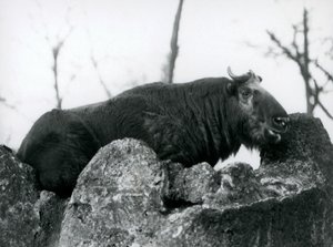 Un takin, también conocido como camurça de ganado o cabra gnu, descansando en una roca, Zoológico de Londres, 1925 de Frederick William Bond