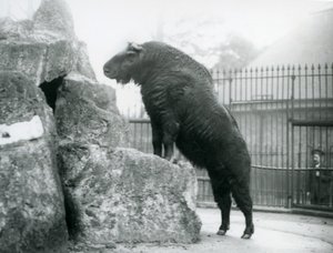 Un Takin, también conocido como Chamois de Ganado o Cabra Gnu, de pie con sus patas delanteras apoyadas en una roca, Zoológico de Londres de Frederick William Bond