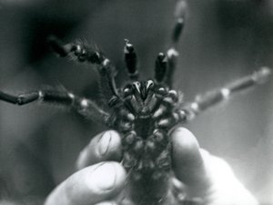 Una tarántula siendo sostenida para mostrar sus colmillos desde abajo, Zoológico de Londres, octubre de 1925 de Frederick William Bond