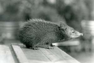 Un tenrec en el zoológico de Londres en 1929 de Frederick William Bond