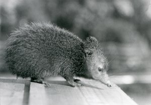 Un Tenrec en el Zoológico de Londres en 1929