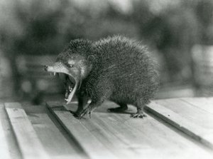 Un tenrec con la boca abierta, mostrando su amplia abertura y dientes afilados, Zoológico de Londres de Frederick William Bond