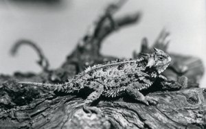Un Lagarto Cornudo de Texas/Horntoad/HornedToad descansando en un tronco en el Zoológico de Londres en septiembre de 1928