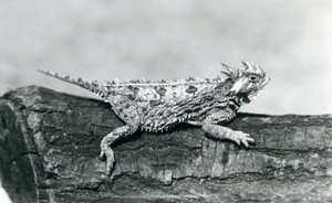Un lagarto cornudo de Texas descansando en un tronco en el Zoológico de Londres en agosto de 1928