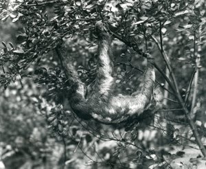 Un perezoso de tres dedos colgando de una rama frondosa en el Zoológico de Londres. Agosto de 1920. de Frederick William Bond