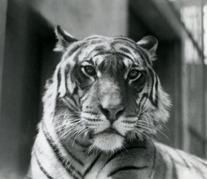 Un tigre en el Zoológico de Londres en julio de 1924