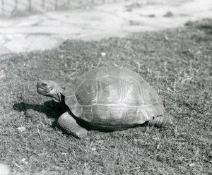 Una tortuga de pie sobre el césped en el zoológico de Londres en 1926 de Frederick William Bond