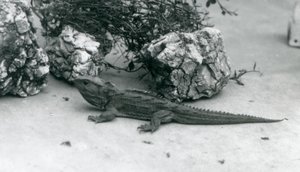 Un tuatara en el Zoológico de Londres en 1927 de Frederick William Bond
