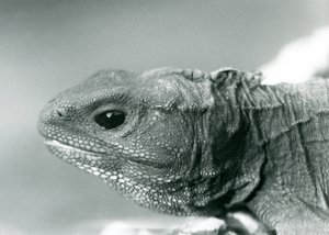 Un tuátara en el Zoológico de Londres en 1928 (foto en blanco y negro) de Frederick William Bond