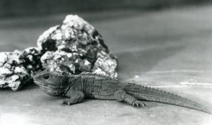Un tuátara, acostado frente a una roca, en el Zoológico de Londres en 1928 de Frederick William Bond