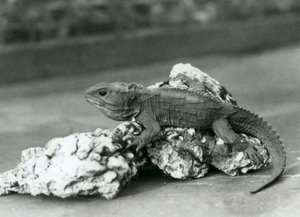 Un tuátara, acostado sobre una roca, en el Zoológico de Londres en 1929 (foto en blanco y negro) de Frederick William Bond