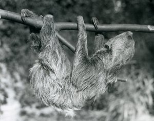 Un perezoso de dos dedos colgando de una rama cortada, Zoológico de Londres, 1927 de Frederick William Bond
