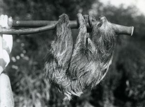 Perezoso de dos dedos colgando de una rama cortada, sostenido por un cuidador, Zoológico de Londres, 1925 de Frederick William Bond