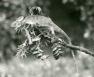 Un camaleón velado o de Yemen al final de una rama frondosa en el Zoológico de Londres, junio de 1924 de Frederick William Bond