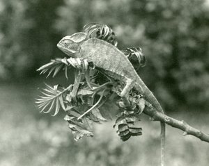 Un camaleón velado o de Yemen al final de una rama frondosa en el Zoológico de Londres, junio de 1924