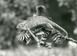 Un camaleón velado o de Yemen se aferra al final de una rama frondosa con su cola prensil, Zoológico de Londres, junio de 1924