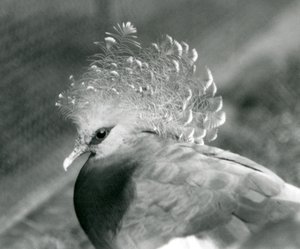 Una paloma coronada de Victoria en el Zoológico de Londres en septiembre de 1927