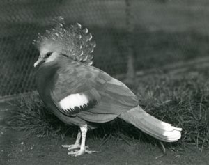 Una paloma coronada de Victoria de pie en el suelo en el Zoológico de Londres en septiembre de 1927