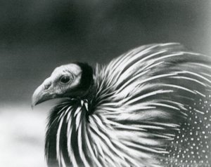 Una pintada vulturina en el Zoológico de Londres en 1927 de Frederick William Bond
