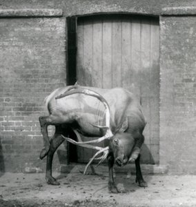 Un ciervo Wapiti en su recinto en el Zoológico de Londres en septiembre de 1927 de Frederick William Bond