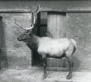 Un ciervo Wapiti en su recinto en el Zoológico de Londres en septiembre de 1927 de Frederick William Bond