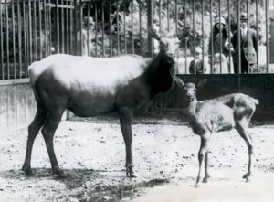 Un wapití/ciervo con su cervatillo en su corral con visitantes mirando a través de las barras, Zoológico de Londres de Frederick William Bond
