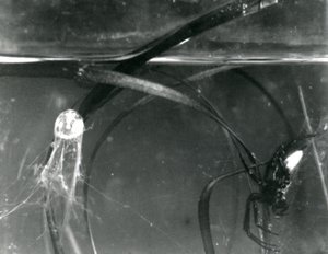Una araña de agua y su campana de aire bajo el agua, Zoológico de Londres, octubre de 1925