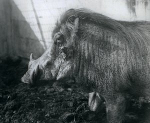 Un jabalí en el barro, Zoológico de Londres, 1927 de Frederick William Bond