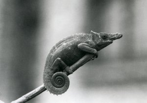 Un camaleón de dos cuernos de Usambara Occidental, Zoológico de Londres, 1927 de Frederick William Bond
