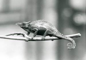 Un camaleón de dos cuernos de Usambara Occidental, Zoológico de Londres, 1927