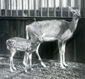 Un Venado de Cola Blanca de Virginia con su cervatillo en el Zoológico de Londres en agosto de 1927 de Frederick William Bond