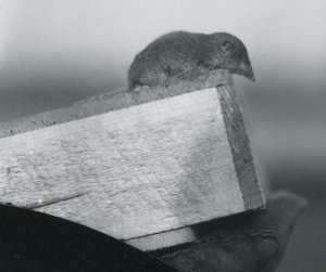 Una musaraña de dientes blancos mirando desde el borde de una caja de madera sostenida por la mano enguantada de un cuidador en el Zoológico de Londres, abril de 1917 de Frederick William Bond
