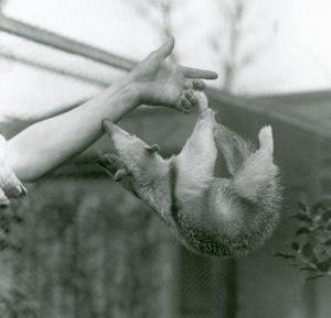 Un joven tamandúa collares colgando de los dedos de su cuidador con su cola prensil mientras intenta agarrarse al brazo del cuidador, Zoológico de Londres, abril de 1925 de Frederick William Bond