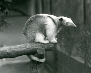 Un joven tamandúa collares sentado al final de una rama agarrándose con su cola prensil, Zoológico de Londres, 24 de abril de 1925 de Frederick William Bond